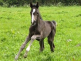 2012 Foal