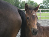 2009 Foal