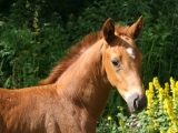 2010 Foal