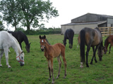 2007 Godington Foal