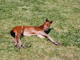 Foal