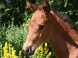 Foal