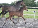 Hannibal Foal