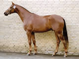 Hoftaenzer