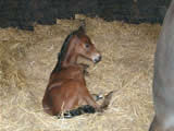 2007 Foals Start Arriving