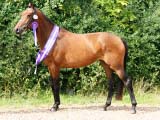 Godington Orinoco