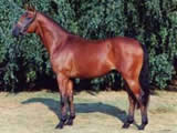 Tycoon
