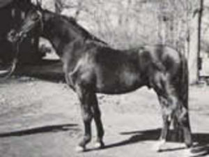 Graciano
