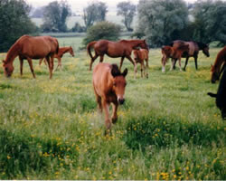 Godington Mares and Foals